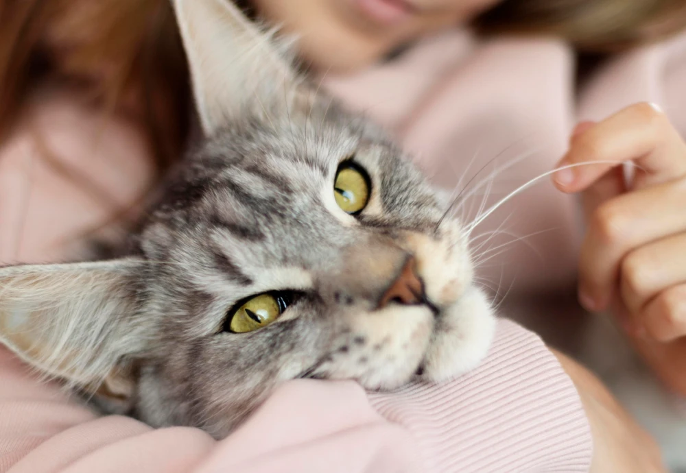 best camera to watch pets